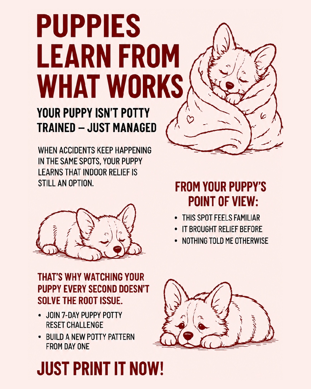 Puppy Tips for Training Facebook ad
