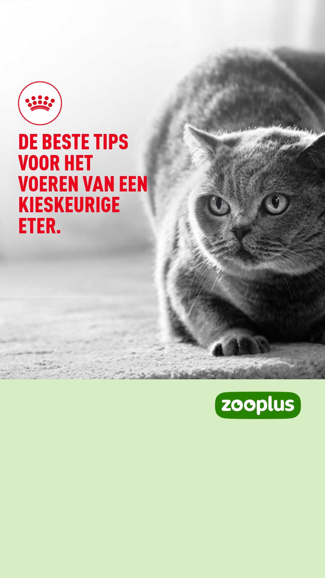 zooplus Facebook ad