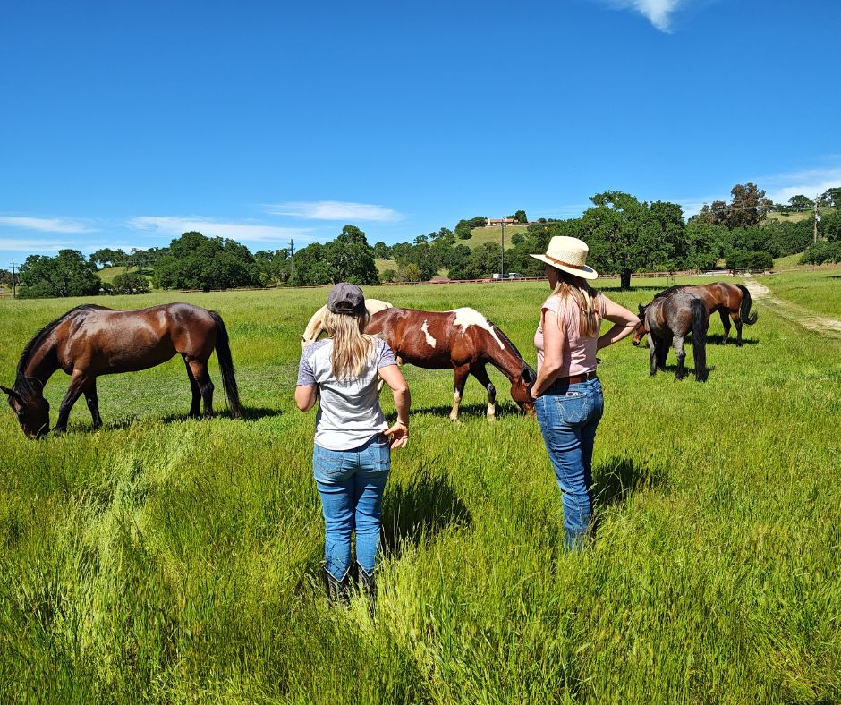 The Center for Equus Coaching Facebook ad