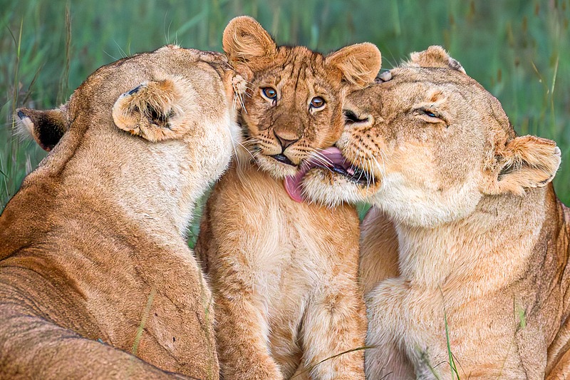 CGTN Setswana Facebook ad: Two sister lionesses kiss a cub in a…