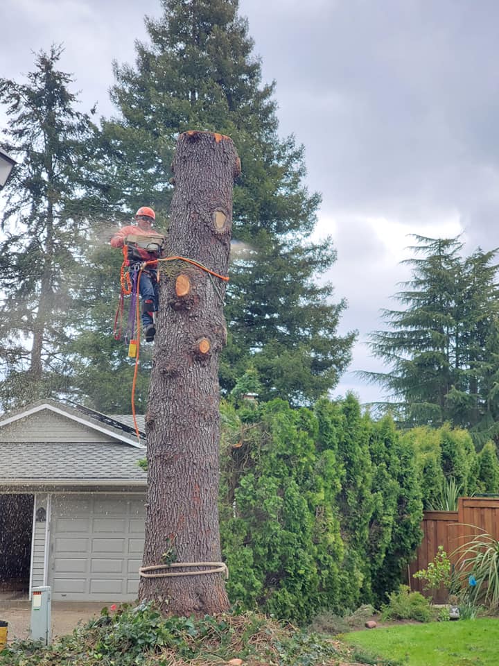 Evergreen Landscape Care & Tree Services LLC Facebook ad: Portland’s Trusted Tree Crew, Fast. Fair. Clean.