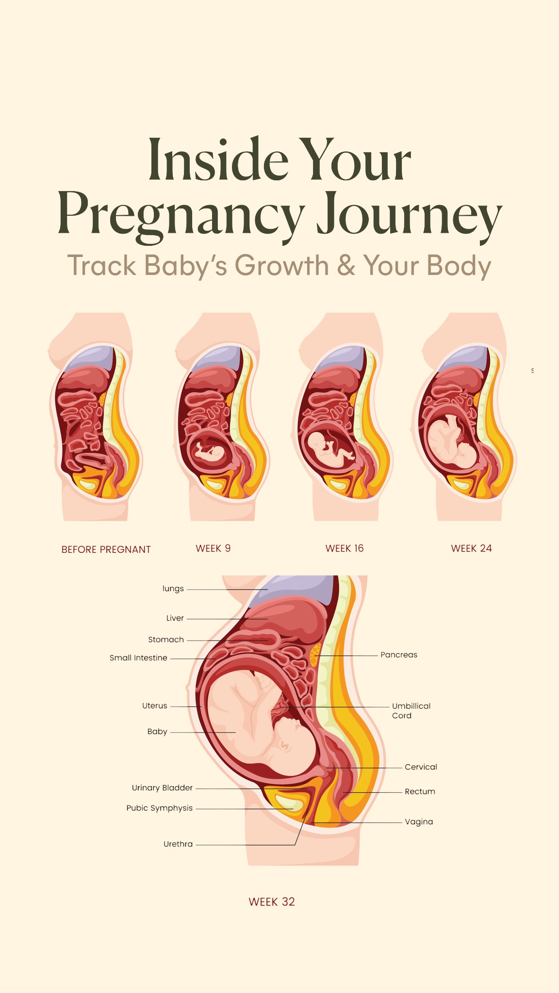 Lively Pregnancy Facebook ad