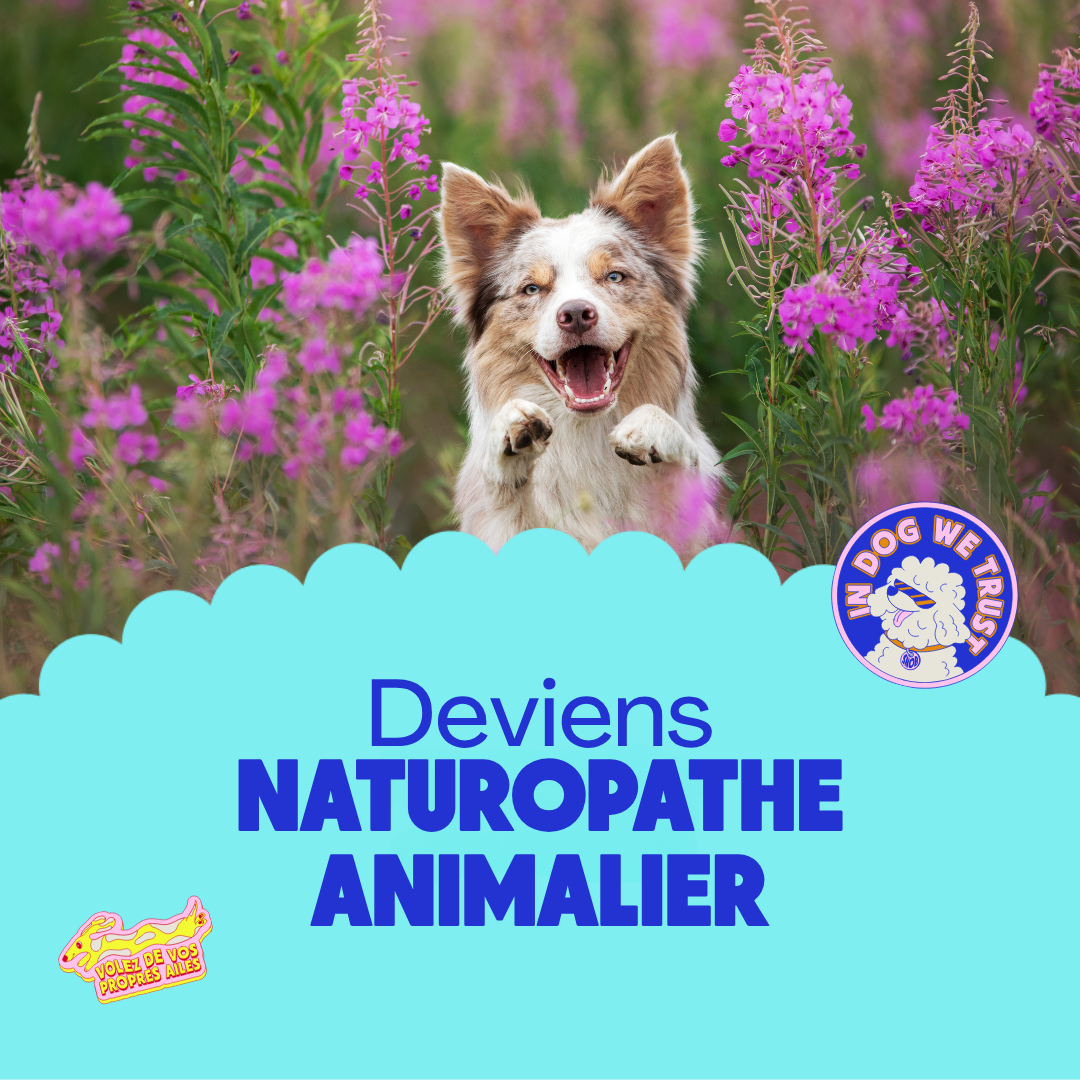 Snob Dog Academy Facebook ad