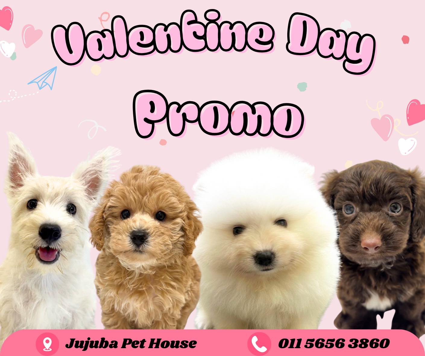 JuJuba Pets 聚聚吧 宠物宝宝の家 Facebook ad