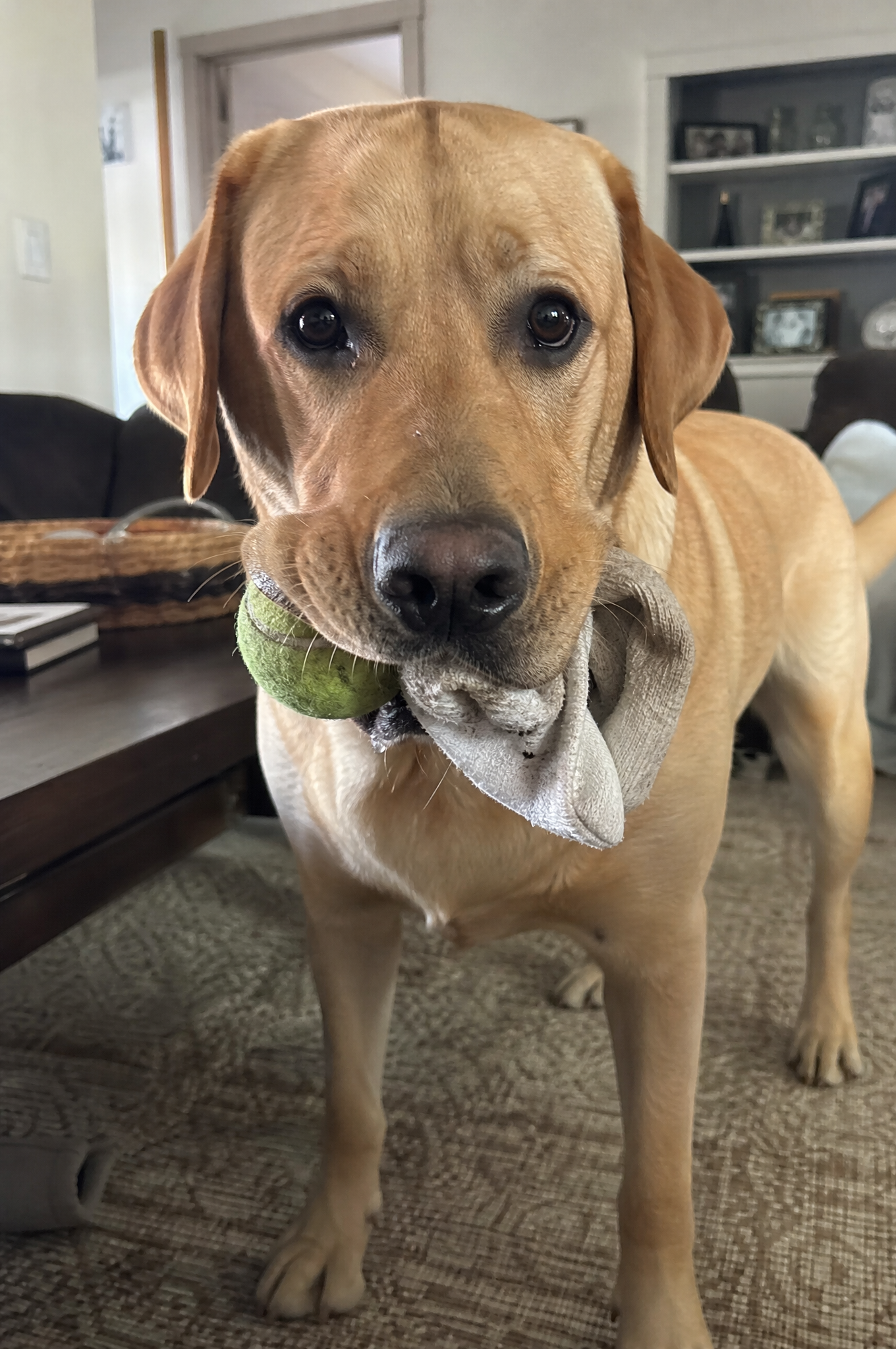 Dog Training Tips & Support Facebook ad