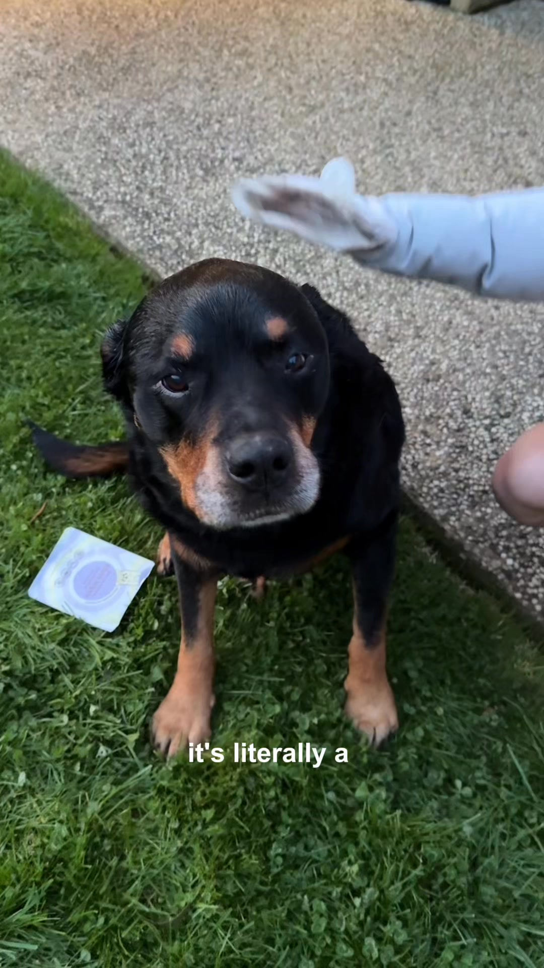 The Groomi Facebook ad: Clean dog in under 60s