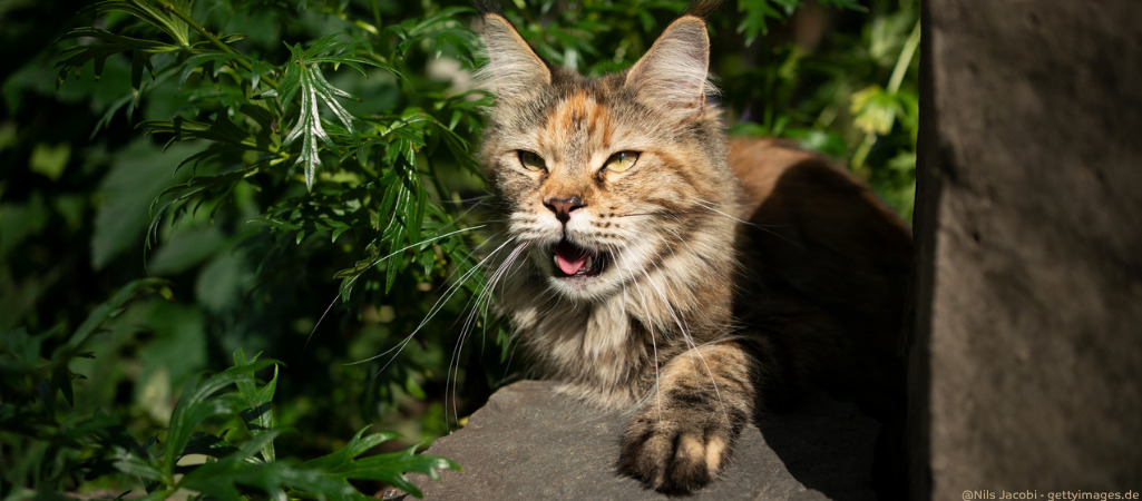 Uelzener Versicherungen Facebook ad: Warum hechelt meine Katze?