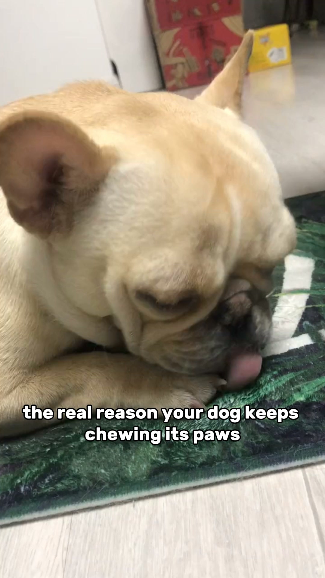 Puainta Pets Facebook ad: Stop the Paw Chewing