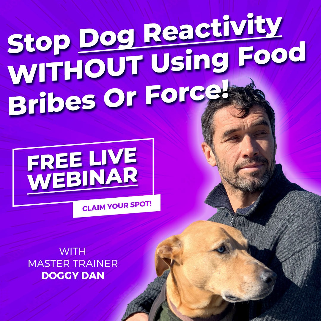Doggy Dan Facebook ad: SOLVE Dog Reactivity In 5 Minutes!