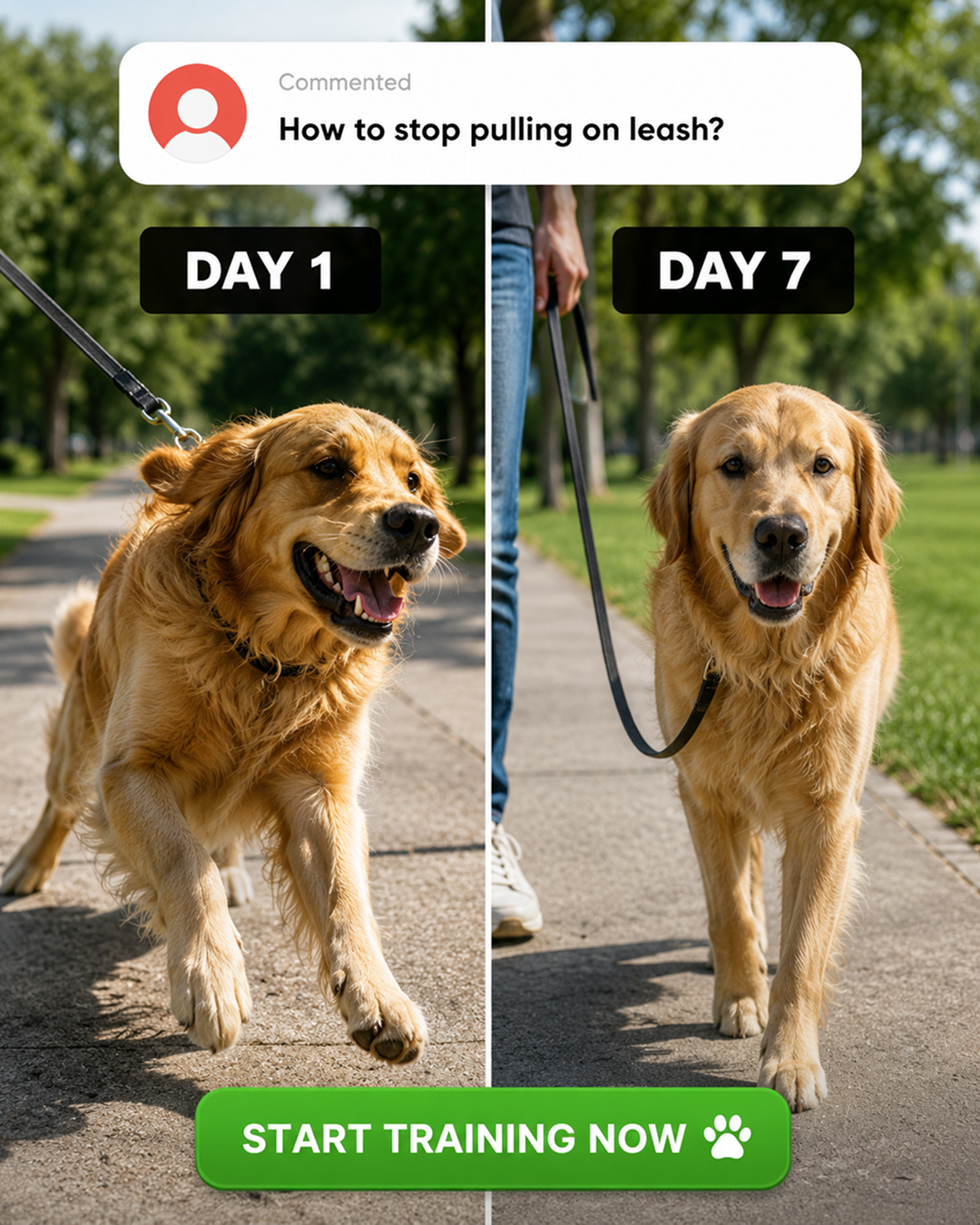 Ben Your Puppy Trainer Facebook ad