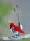Greater bird of paradise photography