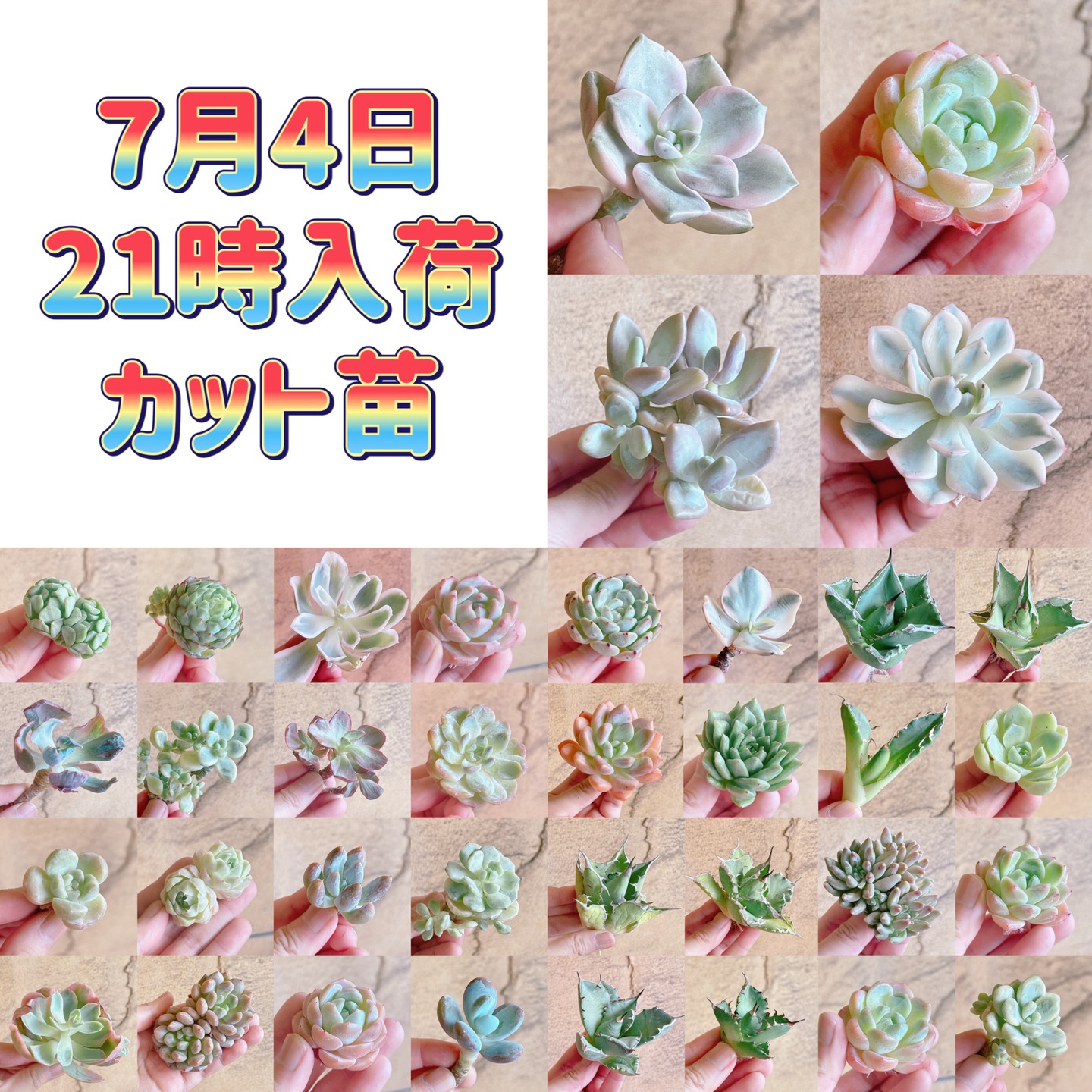 bull_succulent Facebook ad: 7月4日(土)21時、入荷苗のご紹介