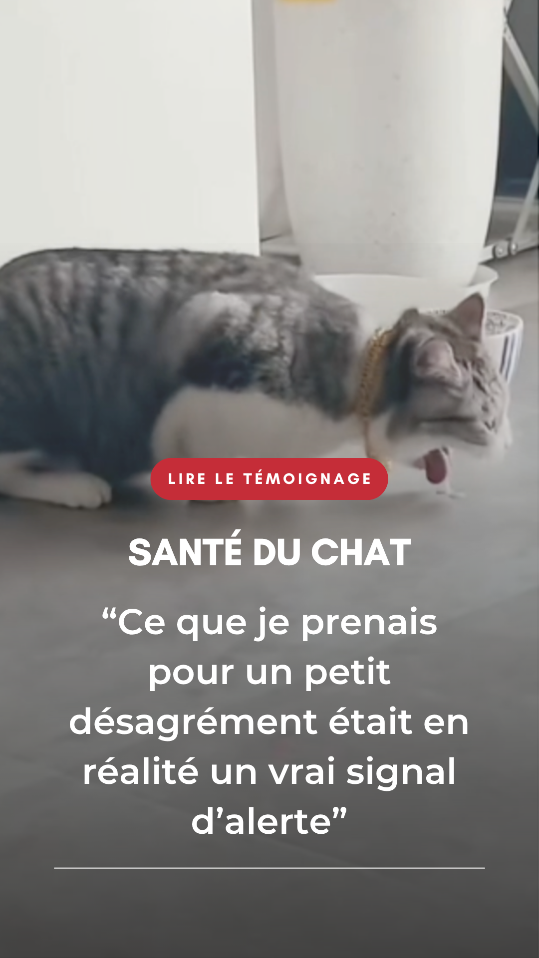 Santé-Chat.com Facebook ad from Dec 9, 2025