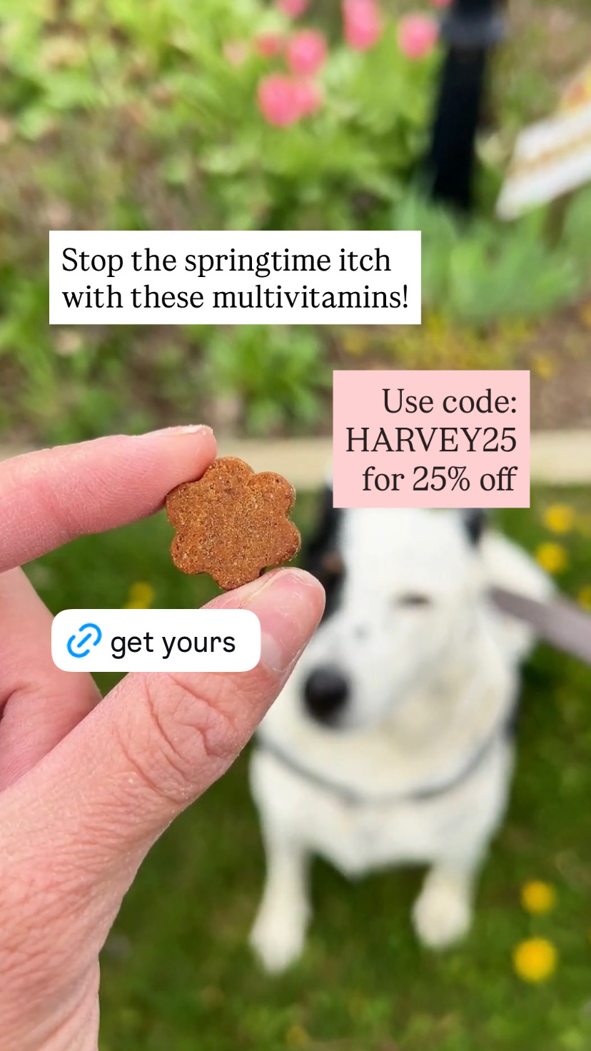 Dog is Human Facebook ad