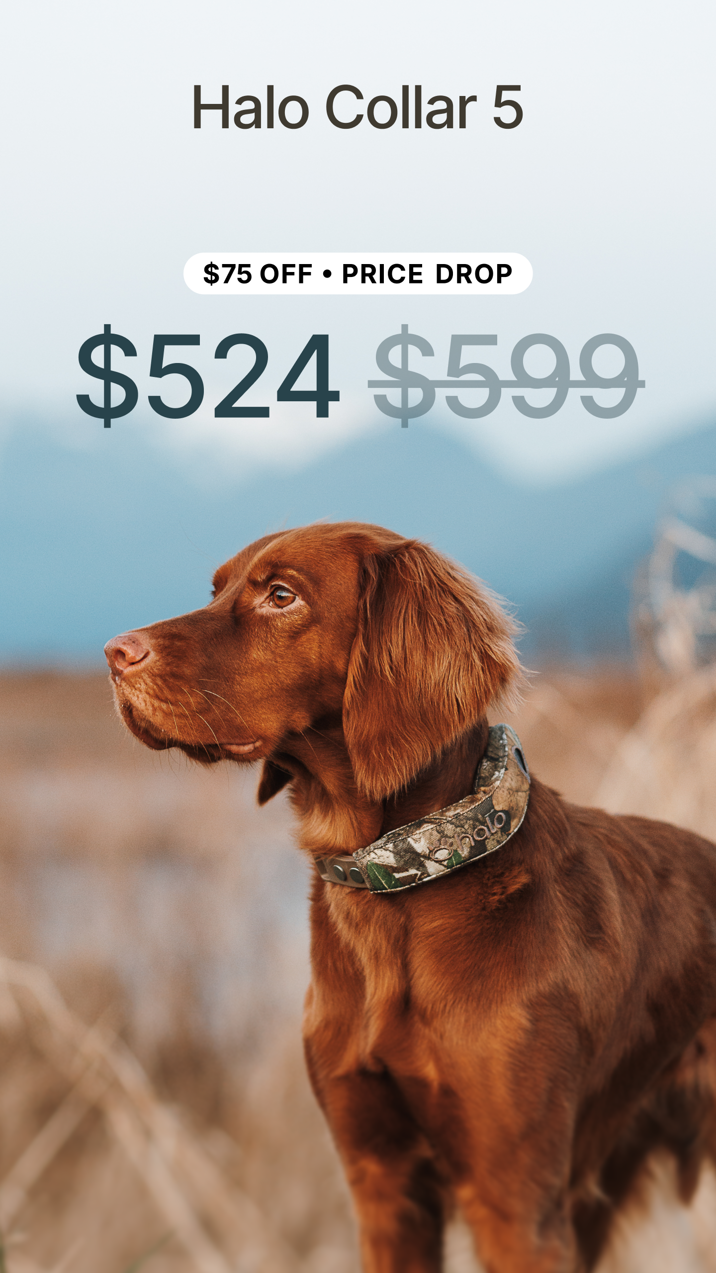 Halo Collar Facebook ad
