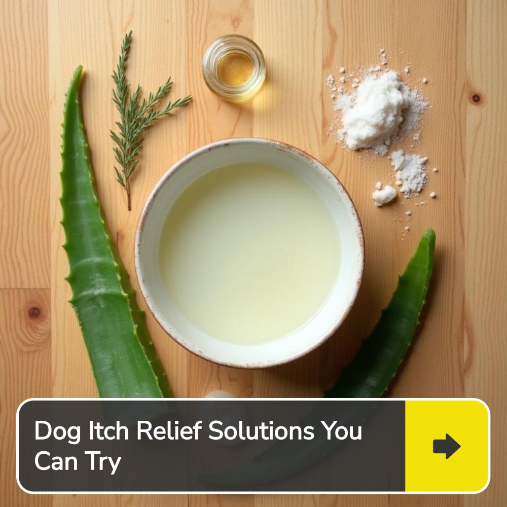 SearchArena Avenue Facebook ad: Explore Remedies For Dog Itch