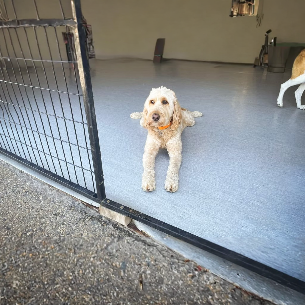 Chasin' Tails Dog Care Center Facebook ad: Chasin' Tails: The Safer Boarding Choice!