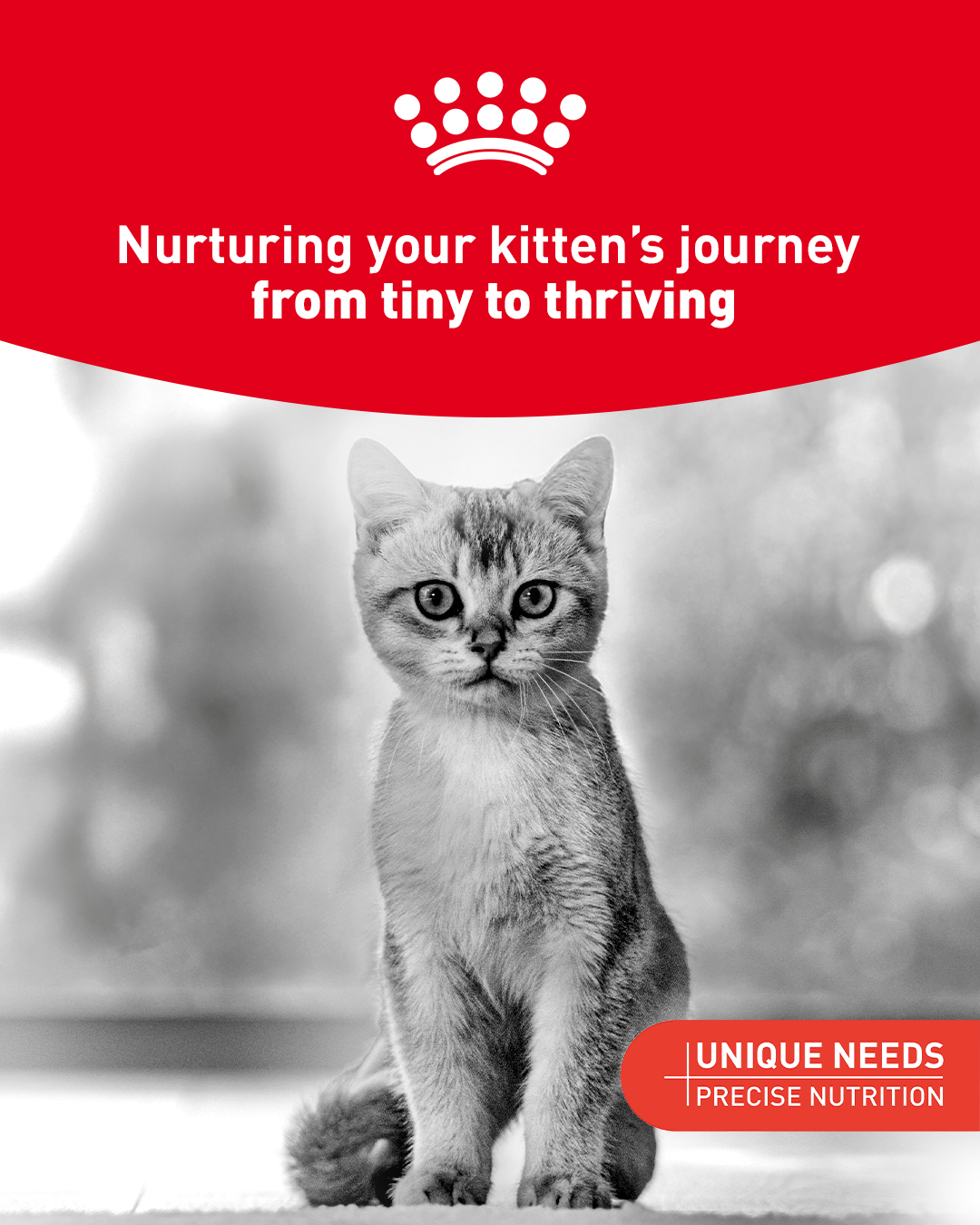 Royal Canin Facebook ad