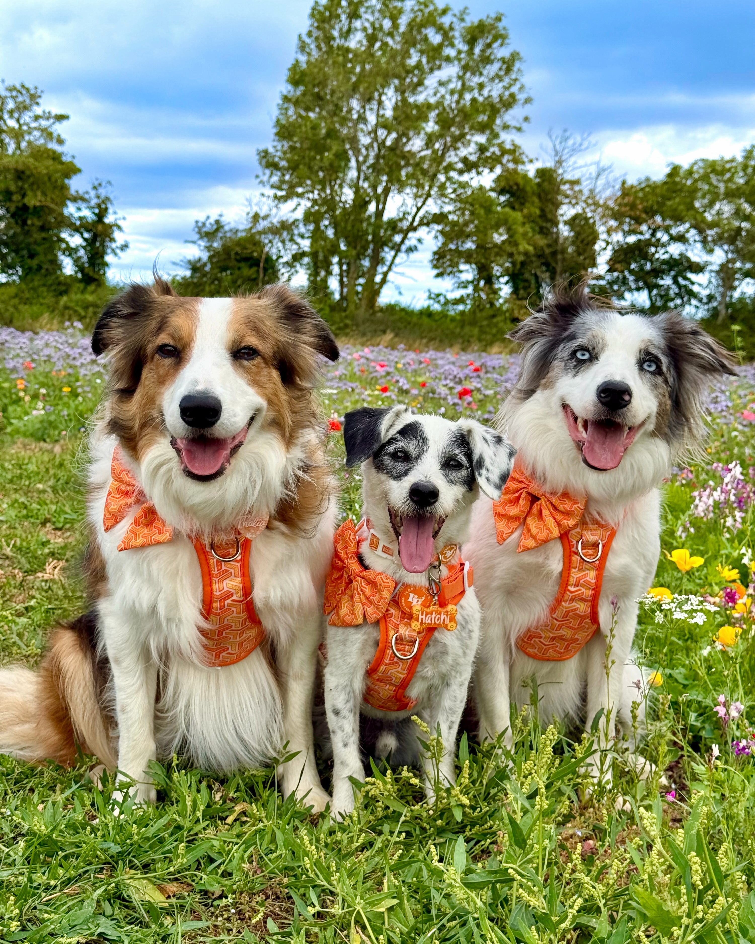 Iconic Pooch Facebook ad