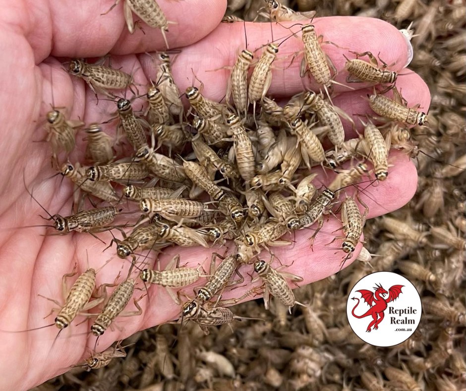 ReptileRealm.com.au Facebook ad: Livefood Insect Delivery All Year Round