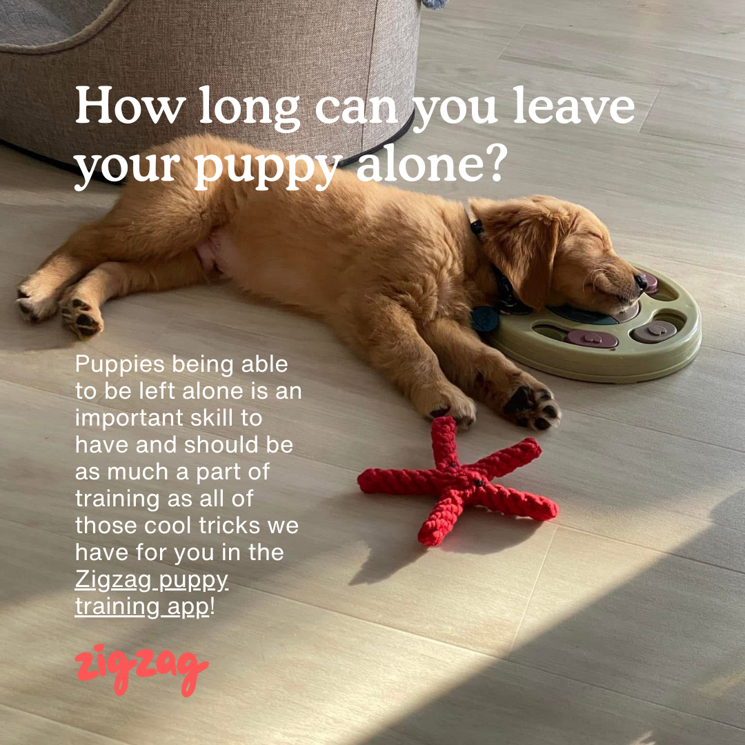 Zigzag Puppy Coach Facebook ad