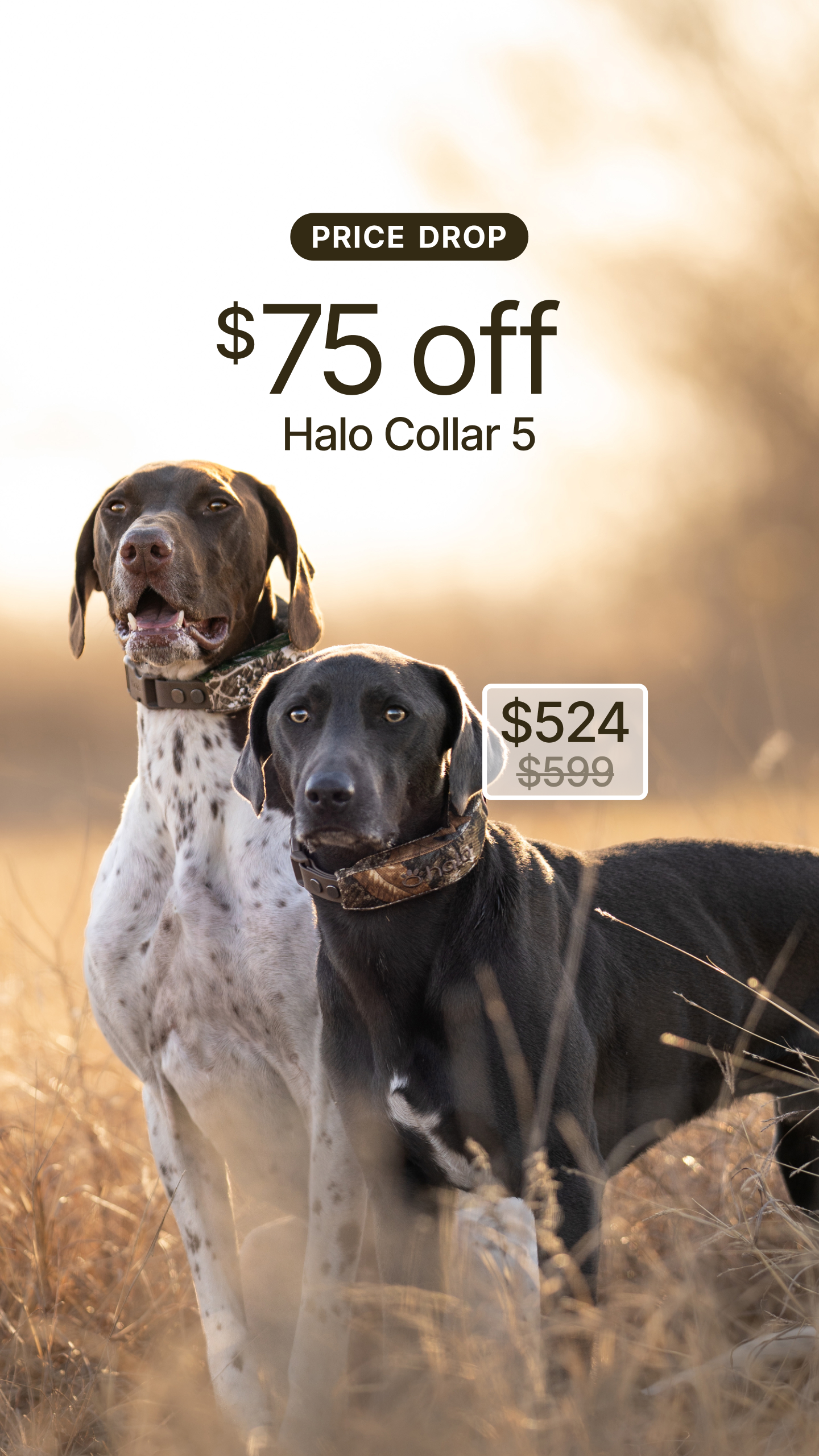 Halo Collar Facebook ad
