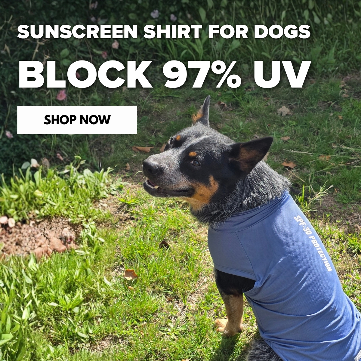 Spark Paws Facebook ad