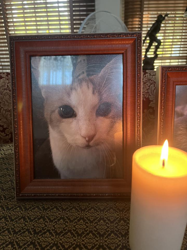 Thaïs Lenoir Facebook ad: Mon chat est mort à cause de sa litière.