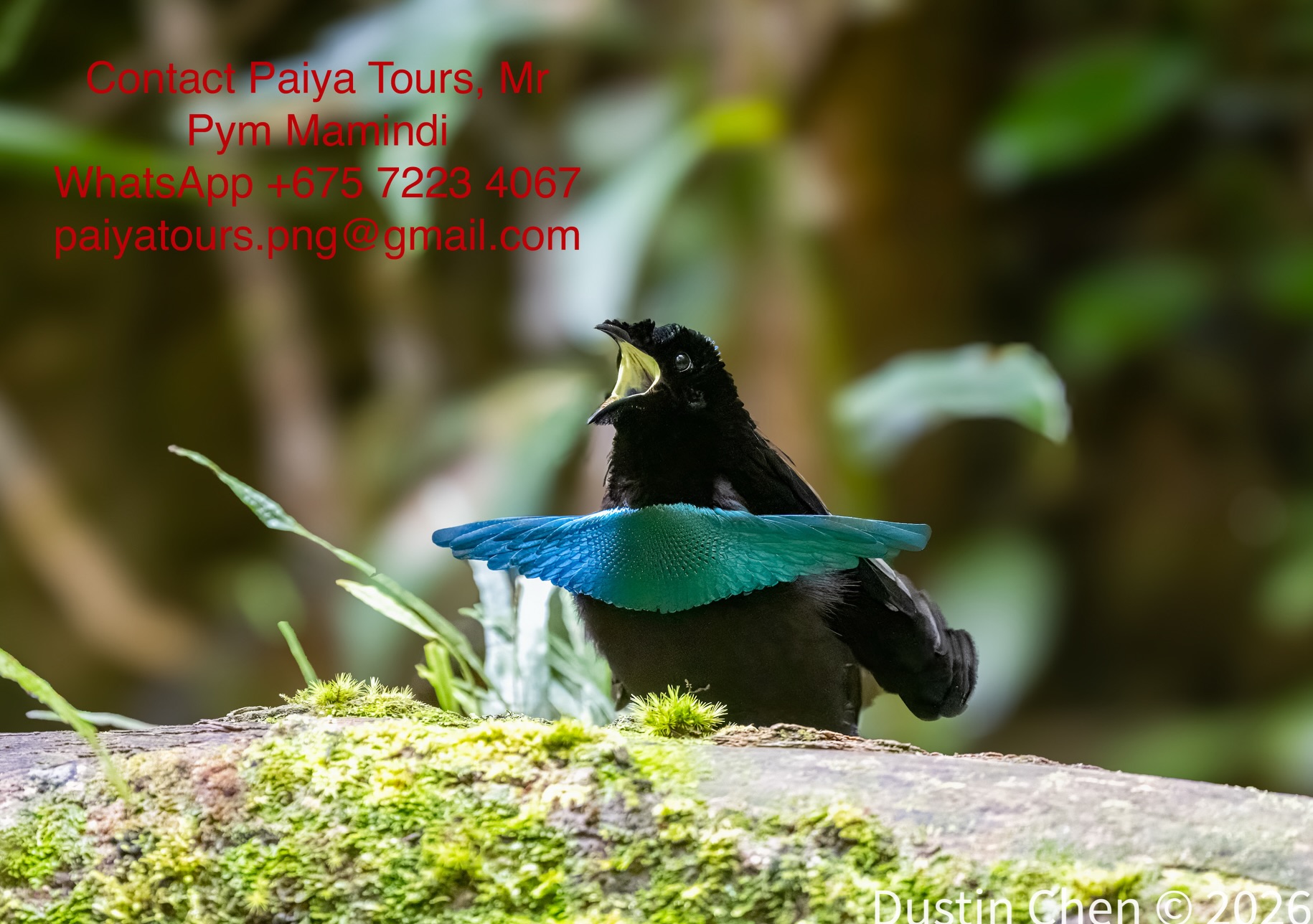 Greater bird of paradise photography Facebook ad