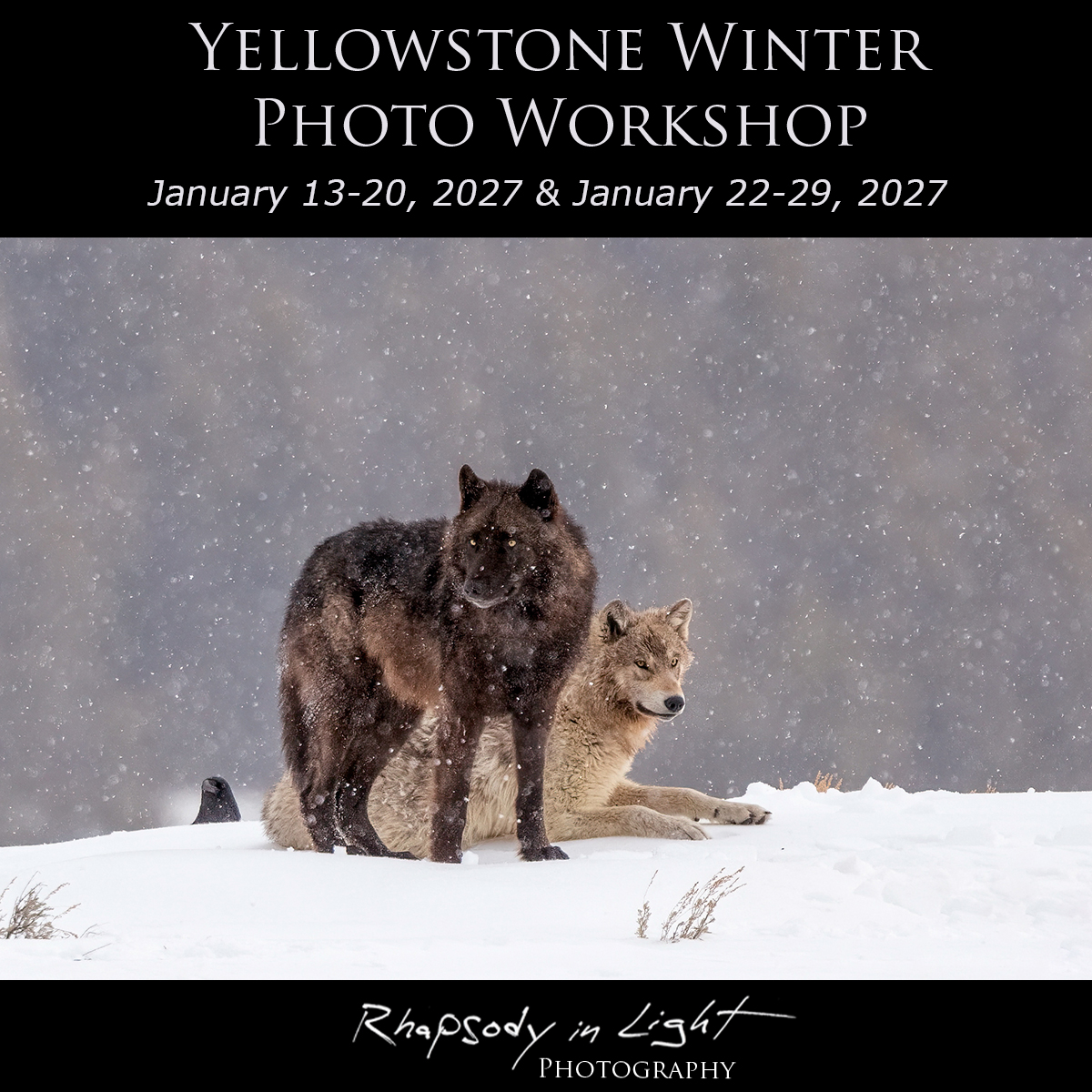 Rhapsody in Light Photo Workshops by Joseph Thomas Facebook ad: Yellowstone doesn't sleep in winter…it comes alive!