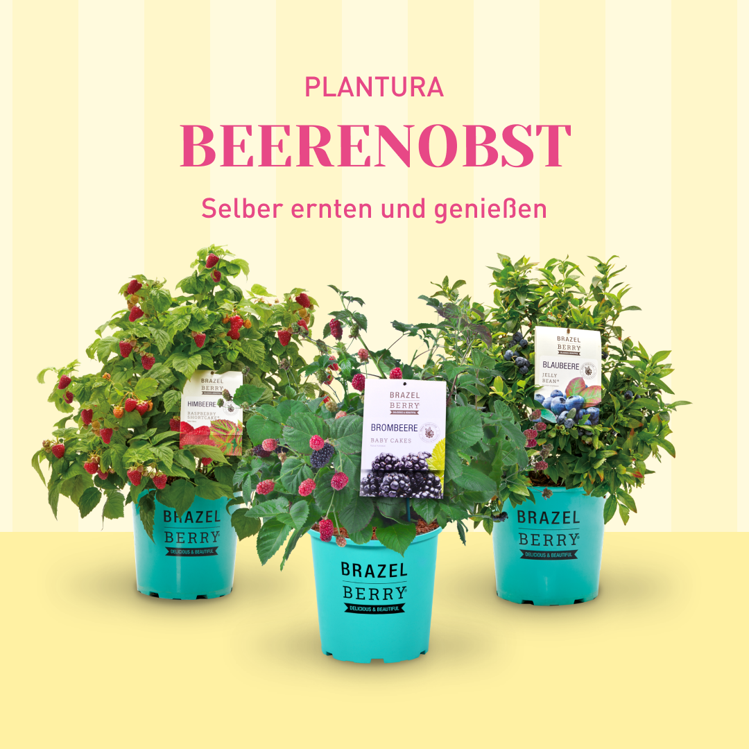 Plantura Facebook ad