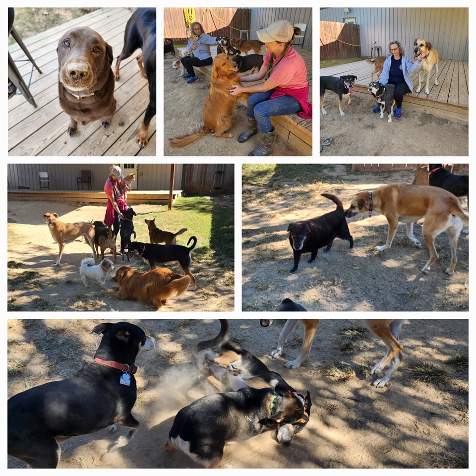Camp Cypress Dog Retreat Facebook ad: Help Wanted! Kennel Assistant at Camp Cypress Dog…