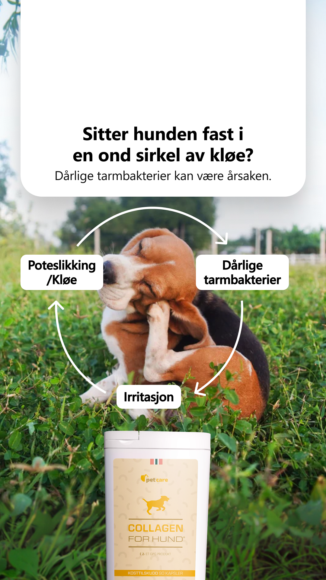 Collagen for hund Facebook ad: Prøv Collagen For Hund gratis!