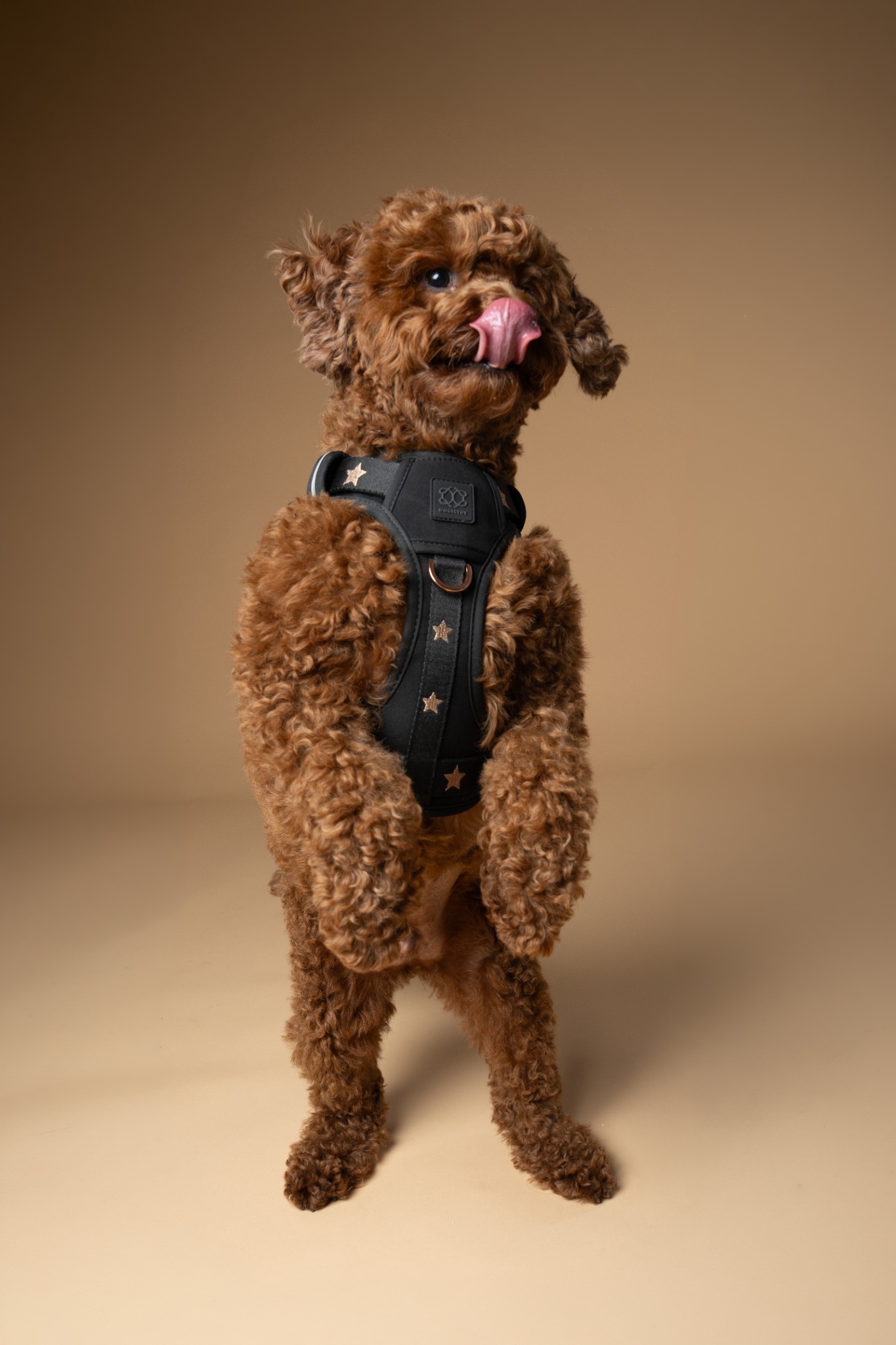 Dogistry Facebook ad