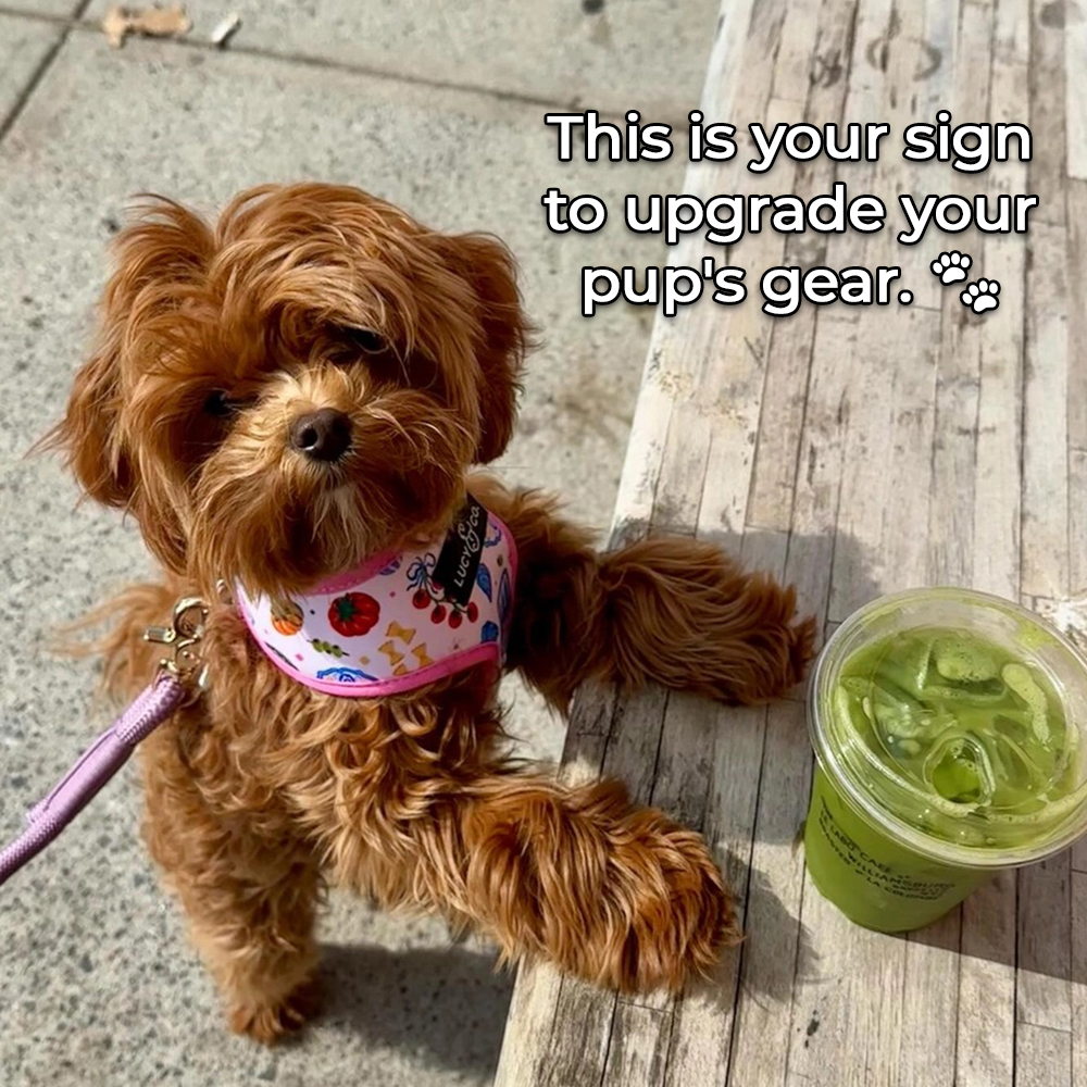 Lucy & Co. Facebook ad