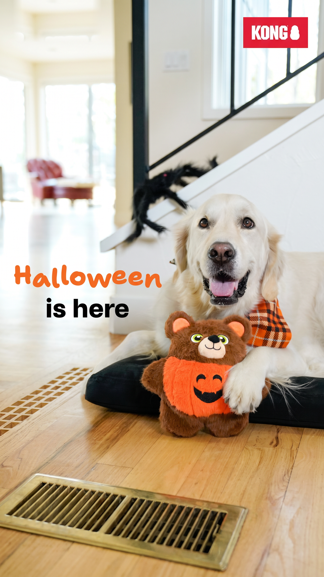 KONG Facebook ad: Dressed Spooky. Built Tough.