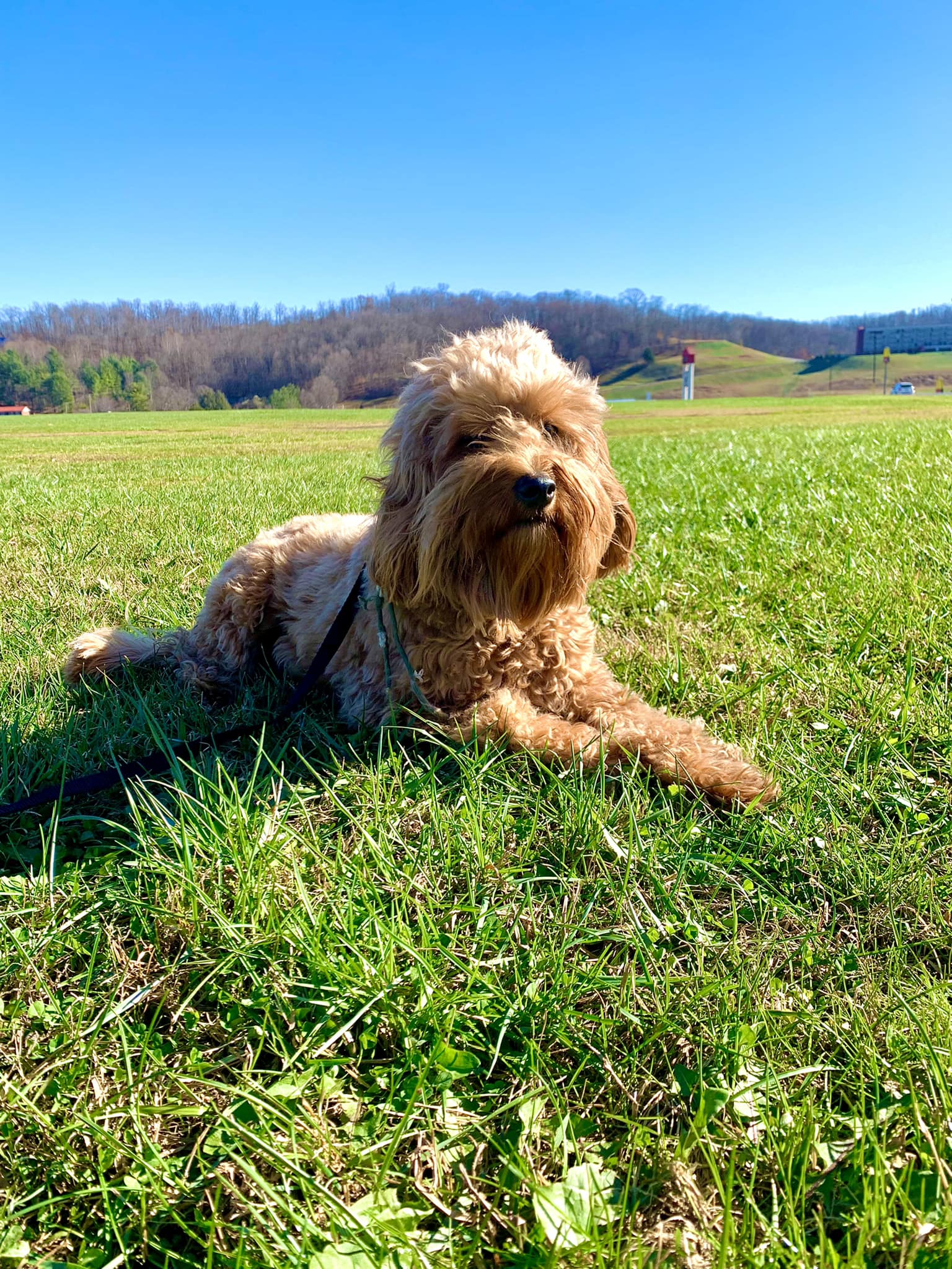 OLK9 Wild to Wonderful Dog Training Facebook ad