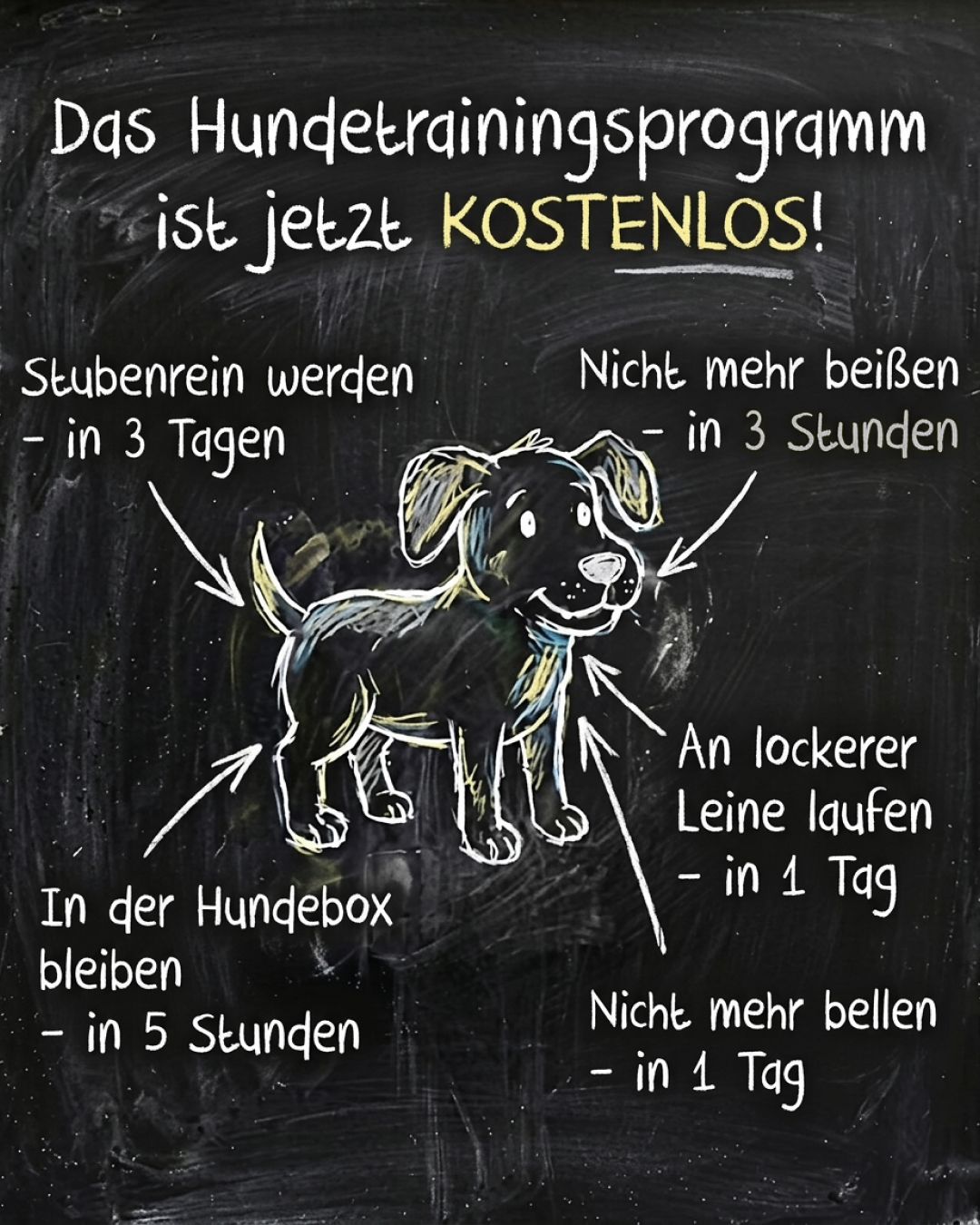 Ben Your Puppy Trainer Facebook ad