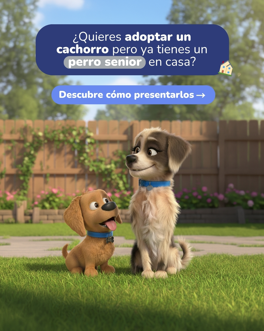 Championdogads Facebook ad: Presenta a tu cachorro y perro senior con…