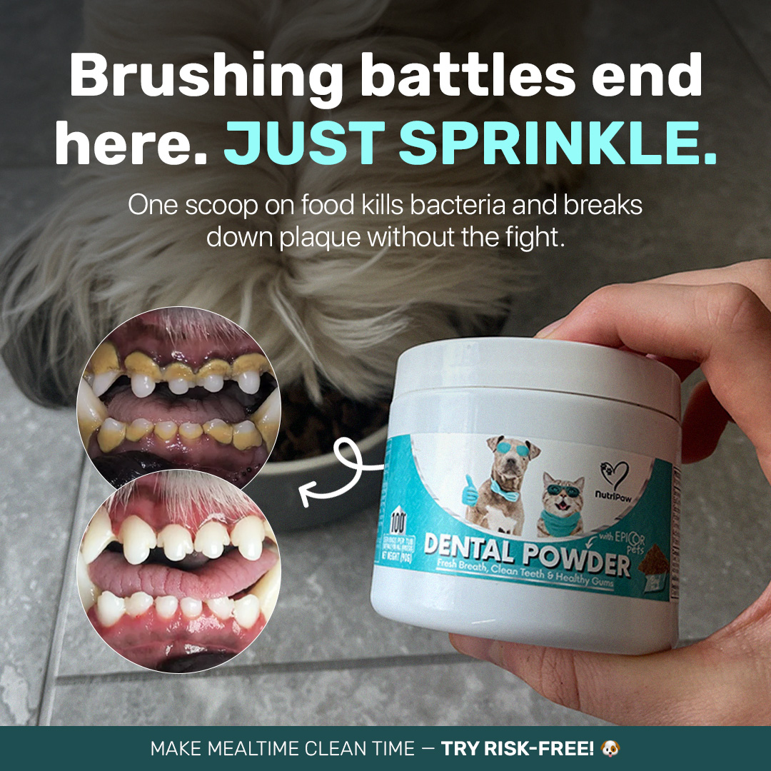 Healthy Dog 24/7 Facebook ad