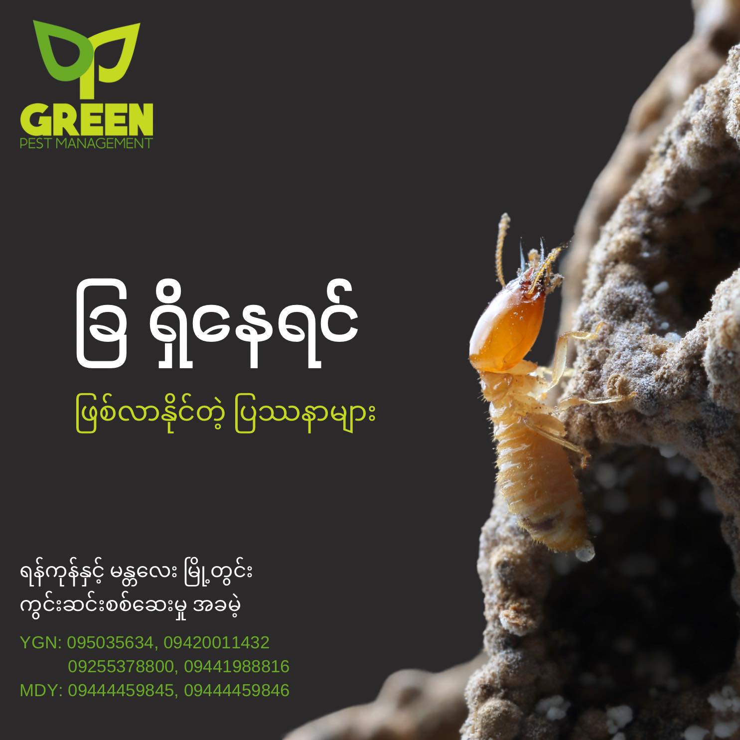 Green Pest Management - ခြနှင့်အထွေထွေပိုးမွှားနှိမ်နင်းခြင်းလုပ်ငန်း Facebook ad: ပြဿနာကို မီးမထွန်းဘဲရှာတာ ခြတွေ လို့ ပြောရမယ်။