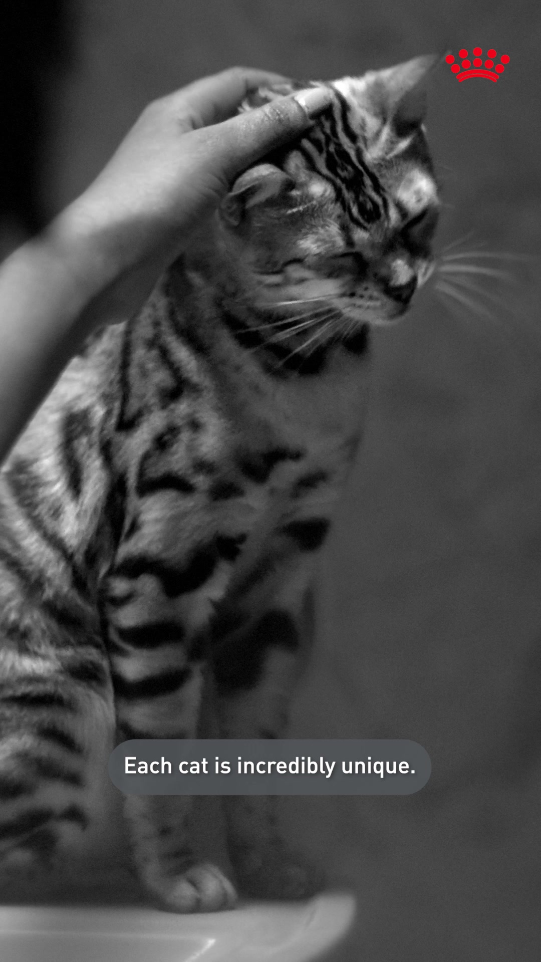 Royal Canin Facebook ad: Feed your cat's unique needs with Royal Canin…