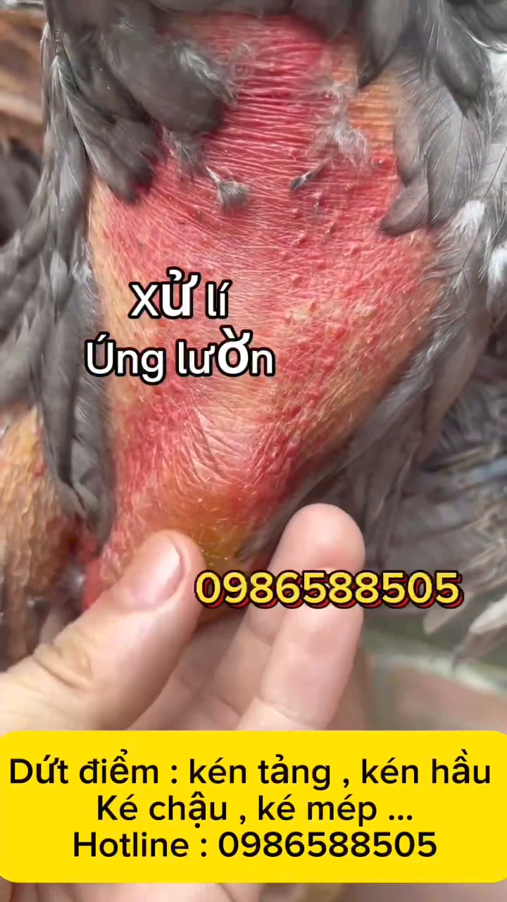 Vua Kén Siêu Nhạy Facebook ad: Tiêu Kén - Sẹp Úng lườn chỉ 3 ngày!