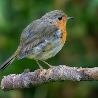 Alan Young Photography Facebook ad: British Wildlife & Bird Photography by Alan Young | East…