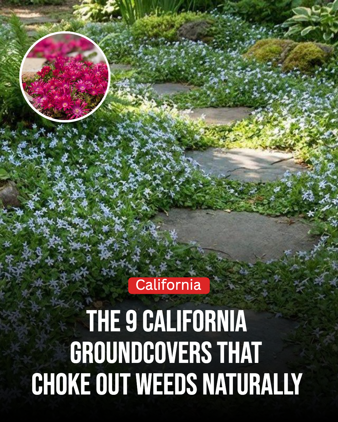 California Gardener Facebook ad: These 9 California Groundcovers Choke Out Weeds Naturally
