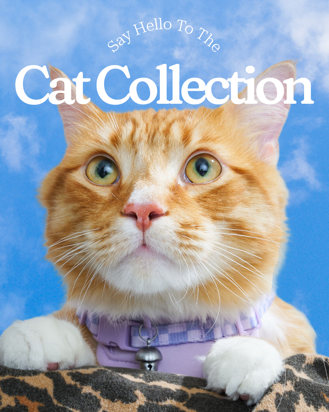 Wild One Facebook ad: Introducing our thoughtfully designed essentials for cat…