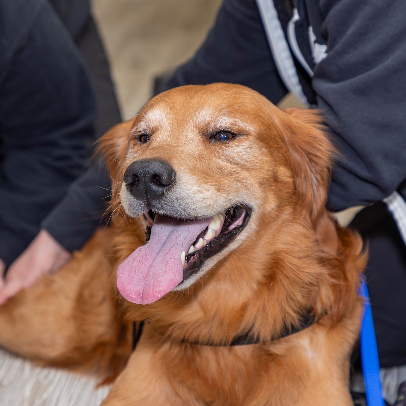 Catskill Veterinary Services, PLLC Facebook ad: NOW ACCEPTING NEW PATIENTS, Newburgh Veterinary Care!