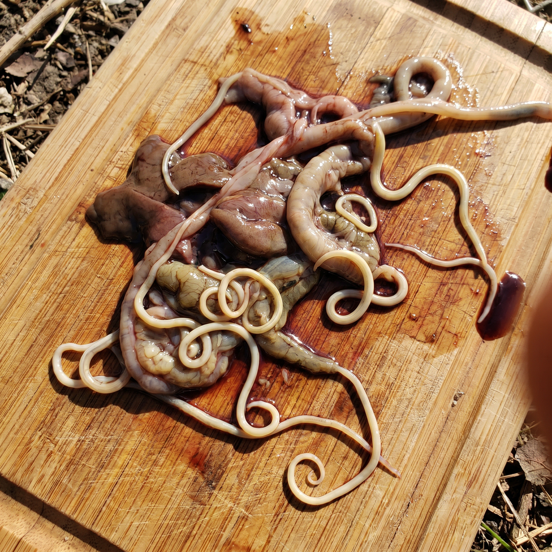 The Parasite Cleanse Community Facebook ad