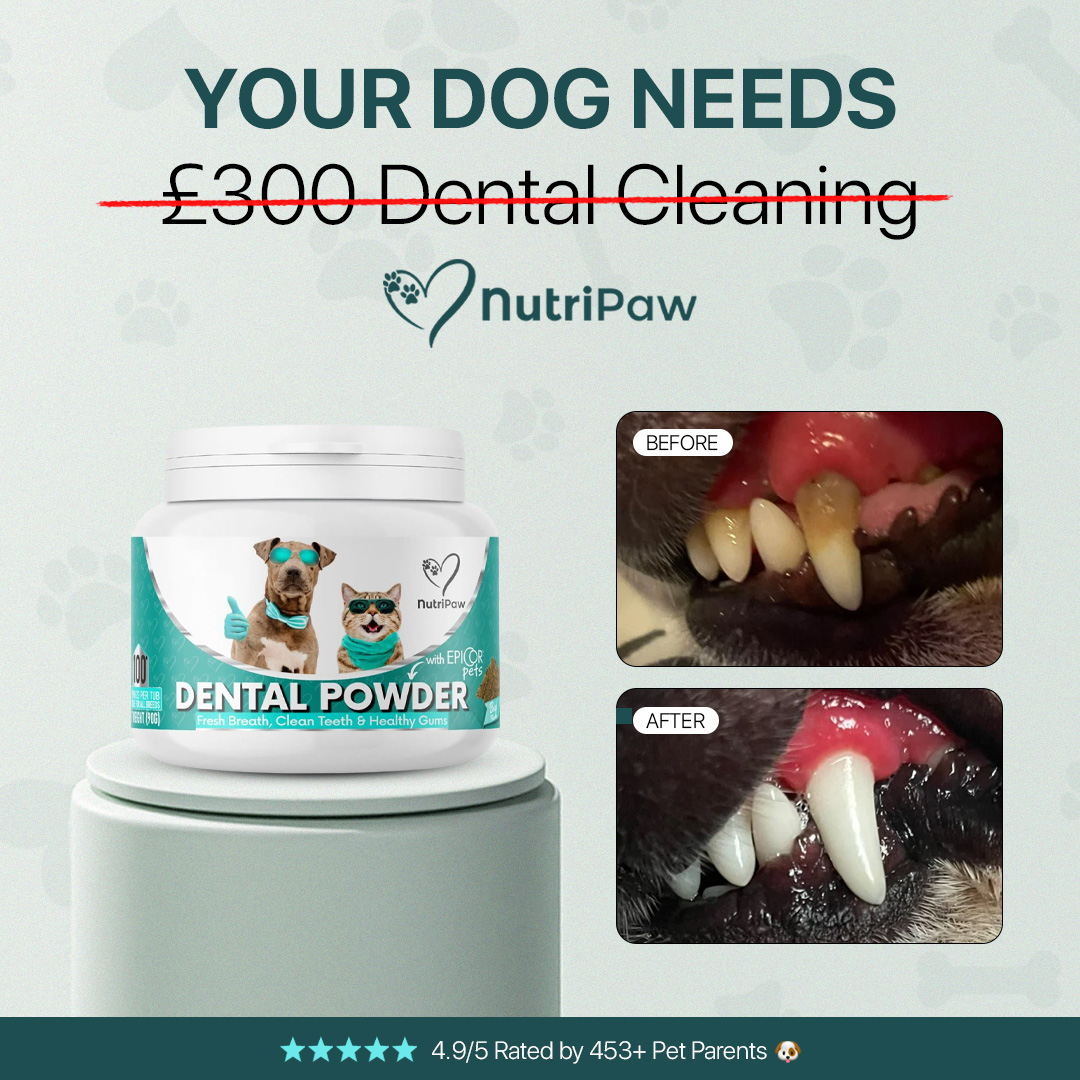 Healthy Dog 24/7 Facebook ad