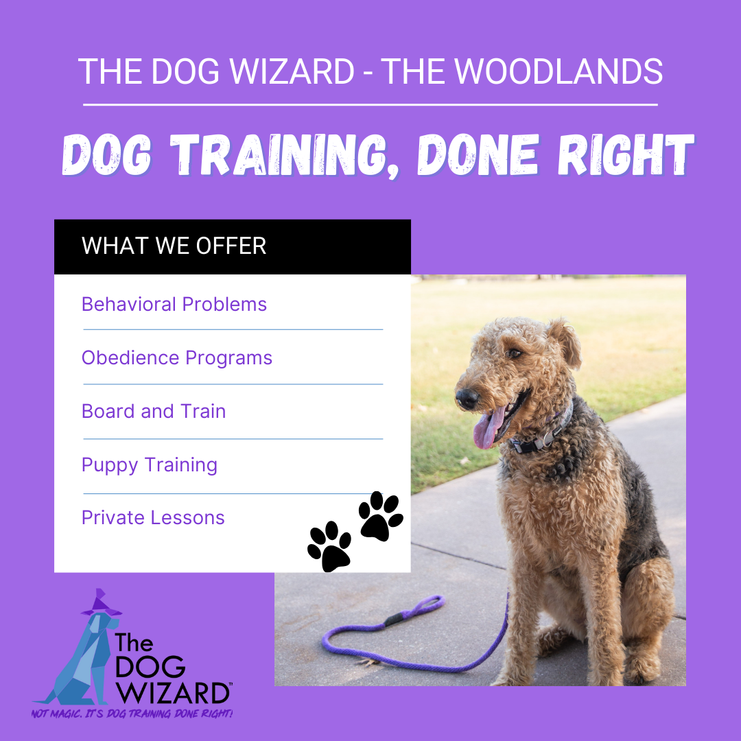 The Dog Wizard Facebook ad